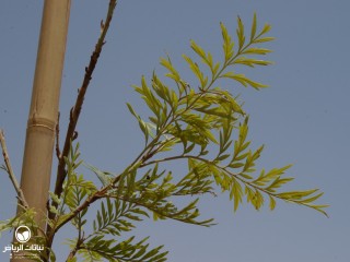 image name