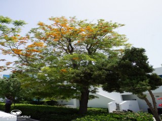 image name