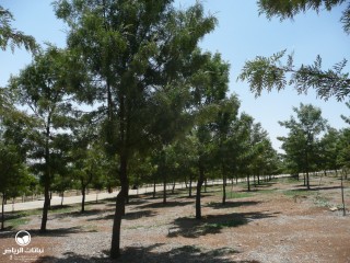 image name