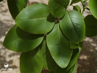 image name