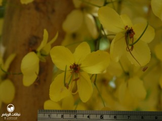 image name