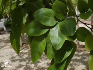 image name