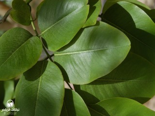 image name