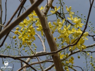 image name