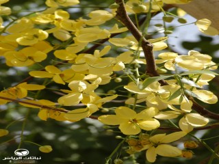 image name