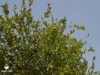 image name