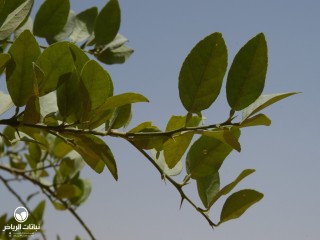 image name