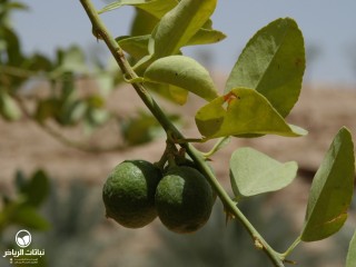 image name