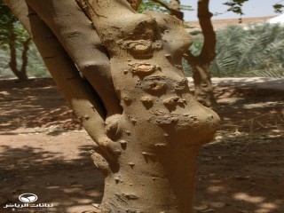 image name