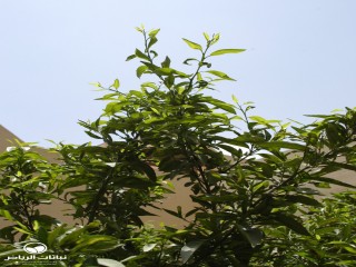 image name