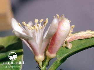 image name