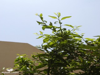 image name