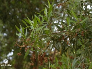 image name