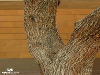 image name
