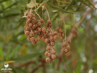 image name