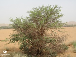 image name
