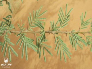 image name