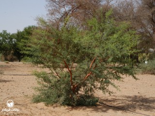 image name