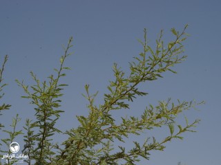image name