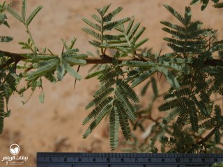 image name