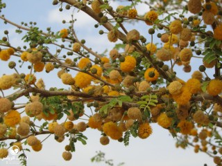image name