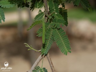image name