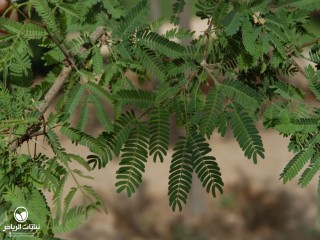 image name