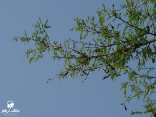 image name