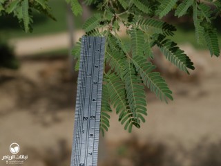 image name