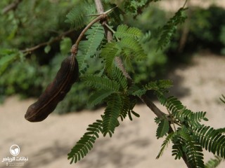 image name