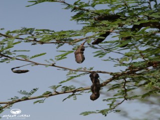 image name
