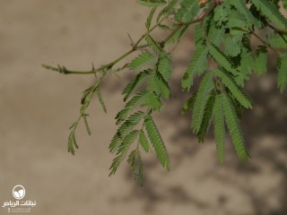 image name