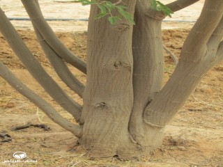 image name
