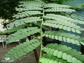 image name