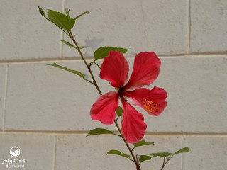 image name