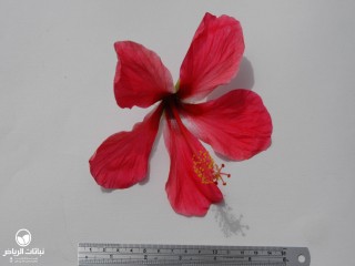 image name