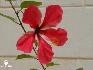 image name