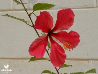 image name
