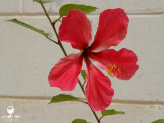 image name