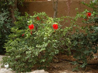 image name