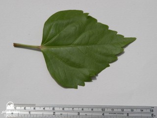 image name
