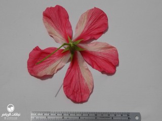 image name