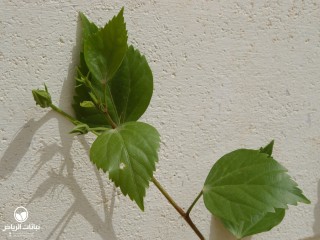 image name