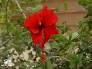 image name