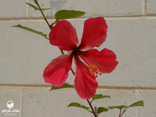 image name