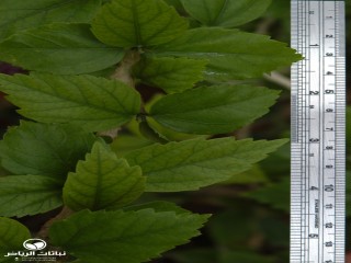 image name