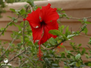 image name