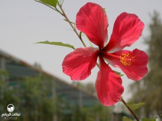 image name