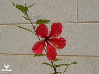 image name
