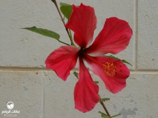 image name